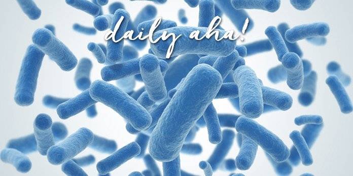 bo-bacteria