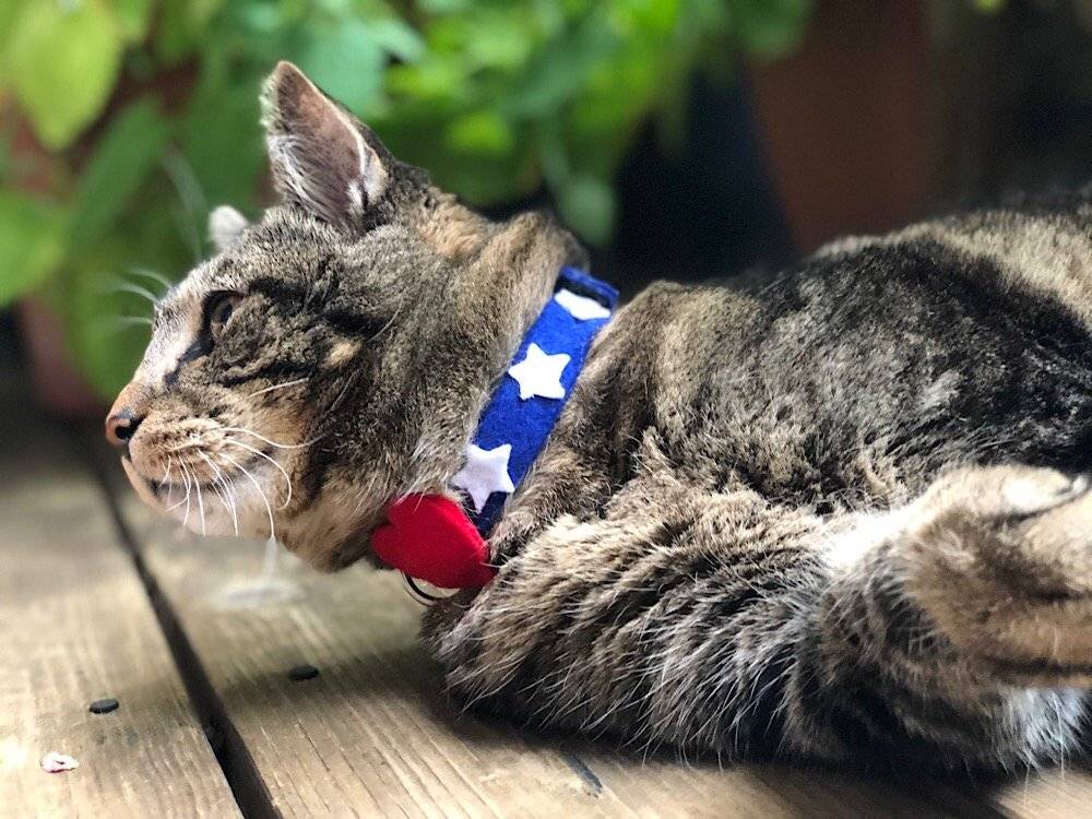 Dimanche avec des onglets la mascotte de blog de chat, de maquillage et de beauté, vol. 508